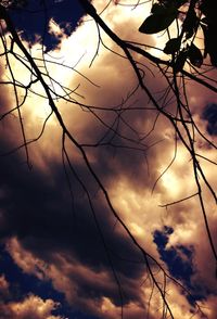 Silhouette of trees against cloudy sky