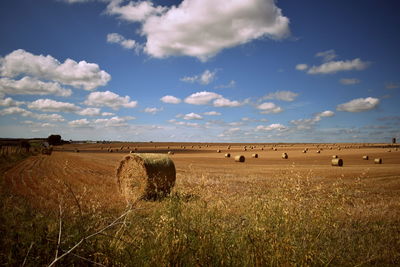 Cows on field against blue sky