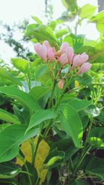 Close-up of pink flowers blooming outdoors