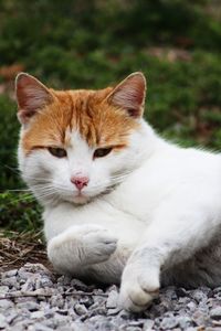 Close-up of a cat resting on field