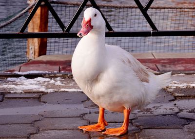 Close-up of a bird