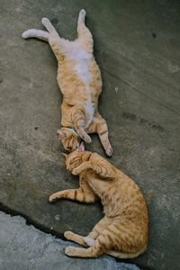 High angle view of cat lying on floor