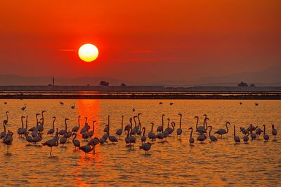 Flock of birds in the sea during sunset