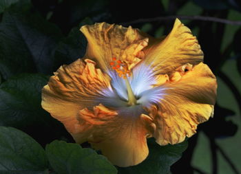 Close-up of wilted flower plant