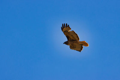 Low angle view of eagle flying against clear blue sky