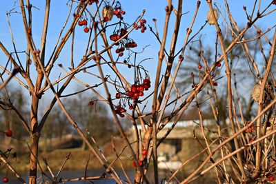 Close-up of red flowers on tree