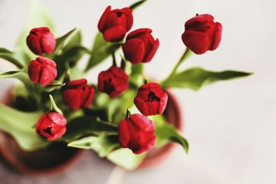 Close-up of flowers over white background