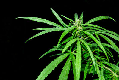 Close-up of plant against black background