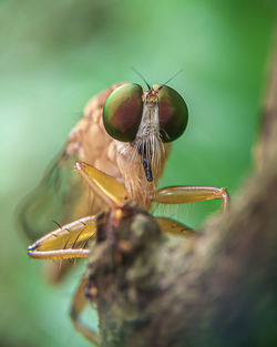 Close-up of butterfly on leaf