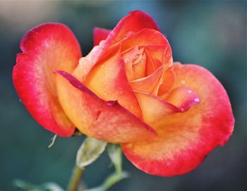 Close-up of wet red rose flower