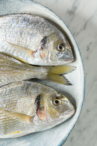 High angle view of fish for sale