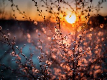 Close-up of silhouette tree against sky during sunset