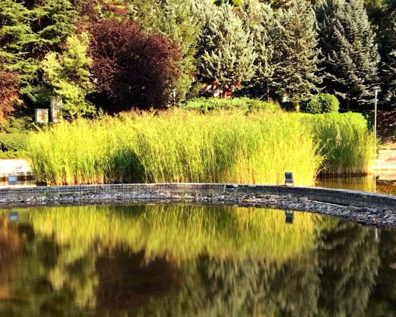 plant, water, tree, reflection, lake, nature, tranquility, growth, no people, beauty in nature, waterfront, day, tranquil scene, scenics - nature, outdoors, grass, green color, land