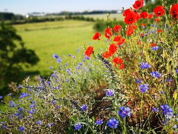 Close-up of red flowering plant in field