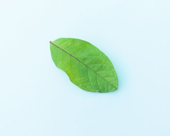 Close-up of green leaf over white background