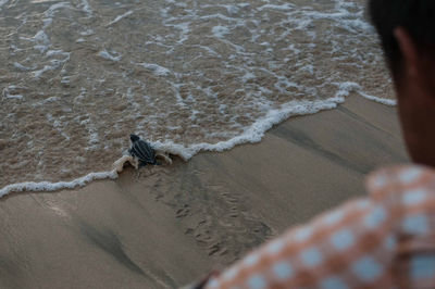 Cropped image of person with leatherback turtle at sea shore