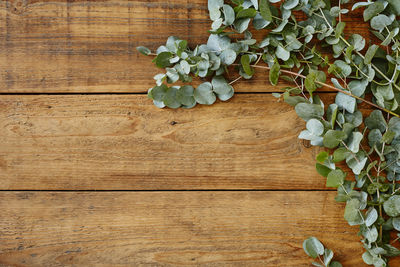 High angle view of ivy on table