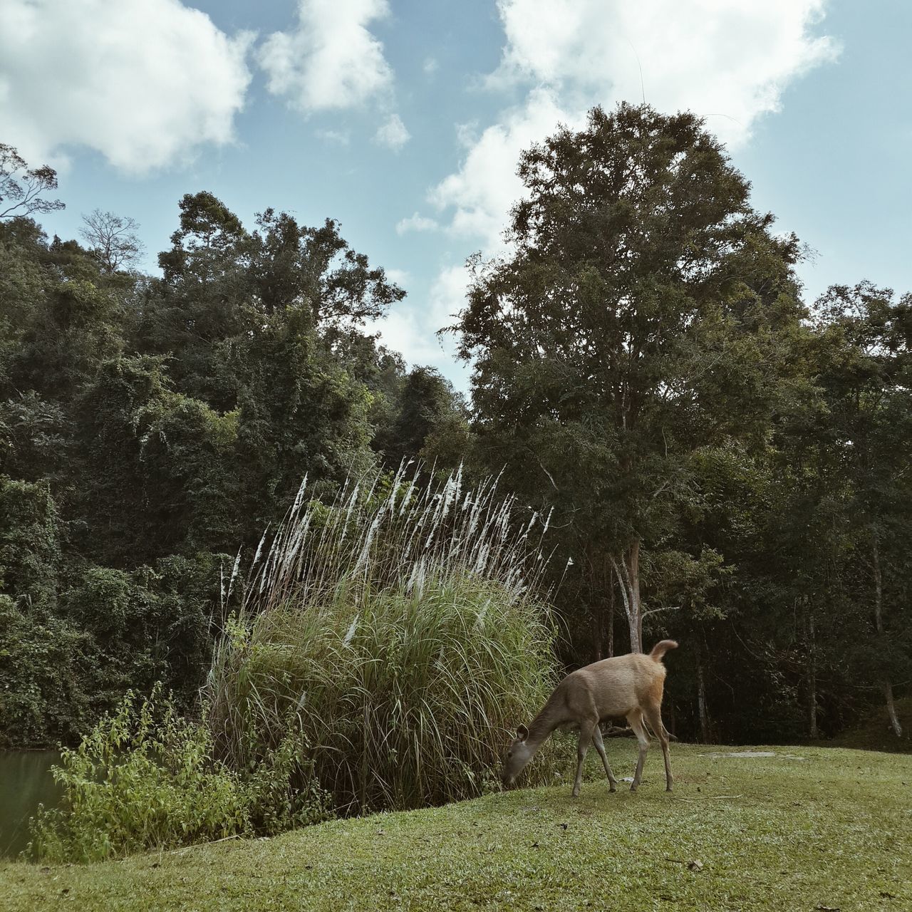 Khao Yai National Park