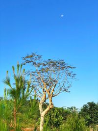 Low angle view of bare tree against clear blue sky