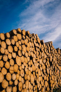 Stack of logs in forest