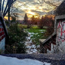 Plants and trees by building against sky