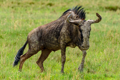 Side view of wildebeest on field