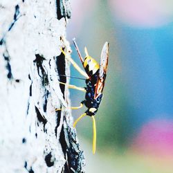 Close-up of insect on plant