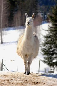Portrait of white llama standing on snow covered field