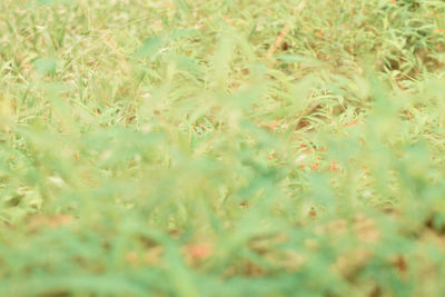 Full frame shot of plants on land