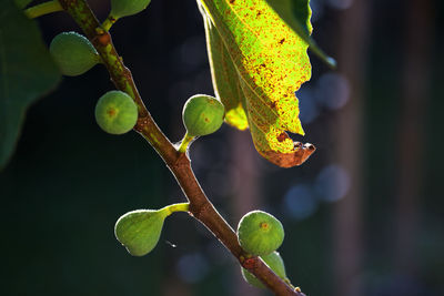 Close-up of figs growing on tree