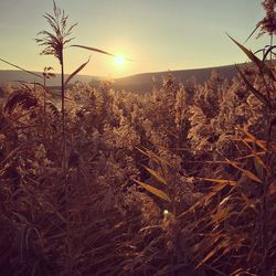 Scenic view of field against sky at sunset