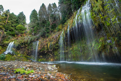 Scenic view of waterfall in forest