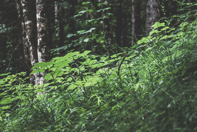 Close-up of green grass in forest