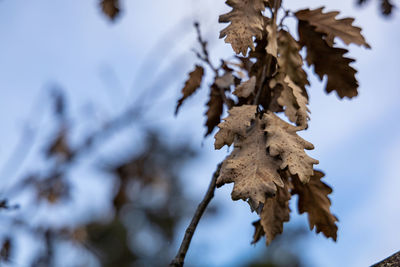 Close-up of dry leaves on snow covered plant