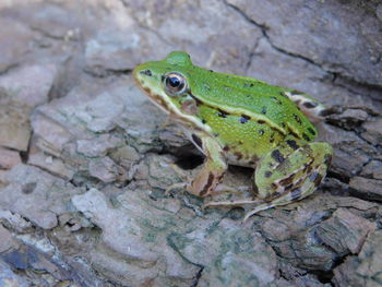 Close-up of frog on rock