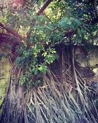 Low angle view of tree in forest