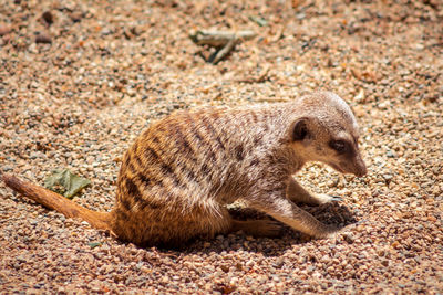 Meerkat digging for food in the sand at the zoo