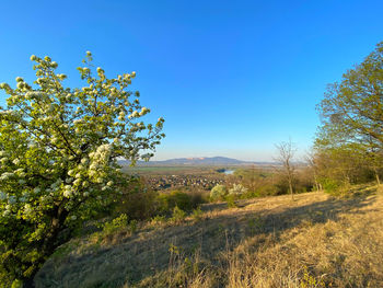 Trees on field against clear blue sky