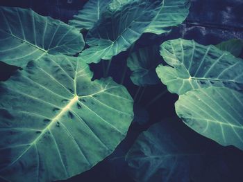 Full frame shot of leaves