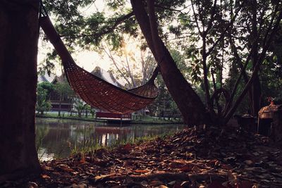 Trees by lake in forest