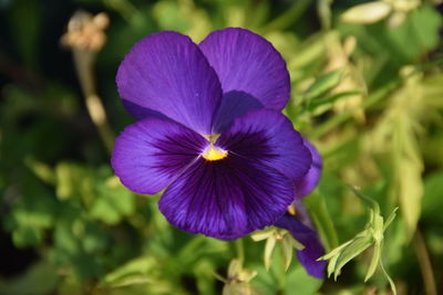 Close-up of purple flowering plant