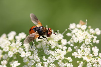 Close-up of bee pollinating flower