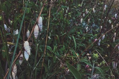 Close-up of plants