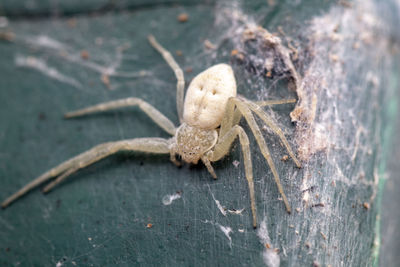 Close-up of spider