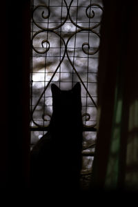 Silhouette cat looking through window