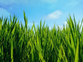 Crops growing on field against sky