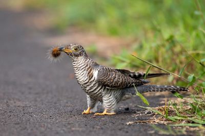 Close-up of a bird on field