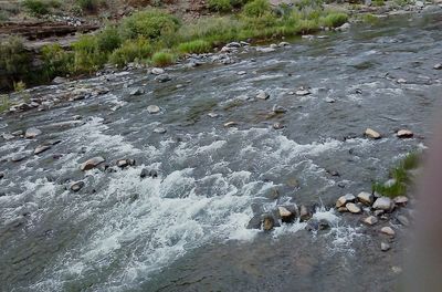 River flowing through forest