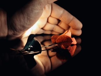 Close-up of person holding leaf