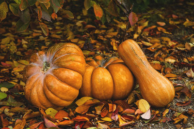 Close-up of pumpkins on field during autumn